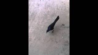 Pet Grackle [upl. by Arual]