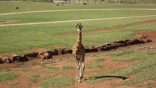 Monarto Zoo Australia [upl. by Nareik]