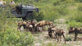 African Wild Dog Kill Wildebeest Calf Singita Sabi Sands GRAPHIC CONTENT [upl. by Neda]