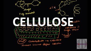 19 Cellulose Polysaccharide [upl. by Falzetta302]