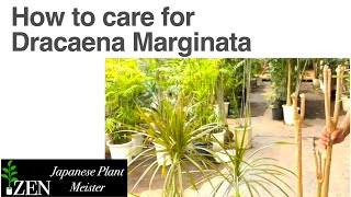 How to care for Dracaena Marginata can we dramatically revive our plant without drooping leaves [upl. by Ennovad]