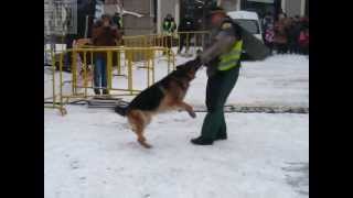 Atak na pozorantapokaz tresury psów kieleckiej Straży Miejskiej  XXI Finał WOŚP Kielce 2013 [upl. by Myer]