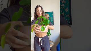 Saving a Pilea Peperomioides 1 year on How to save a Pilea plant savingplants houseplants plants [upl. by Huey412]