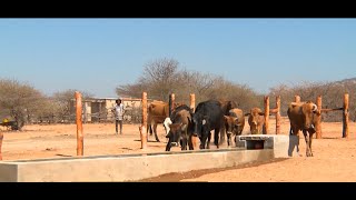 Zimbabwean government launches interventions to protect livestock against drought [upl. by Enelaj659]