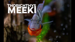 Firemouth cihlids fighting  Thorichthys meeki cichlids showing dominance [upl. by Lockwood]