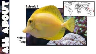 Yellow Tang  All About Documentary Series [upl. by Aisatsanna]