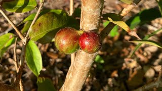 Jaboticaba  Scarlet seedling Fruiting after 3 years [upl. by Mossman]