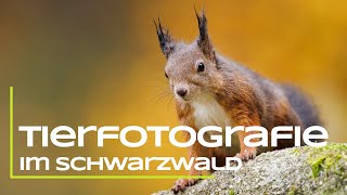 Tierfotografie im Schwarzwald [upl. by Kahle182]