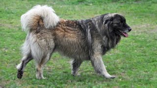 THE ESTRELA MOUNTAIN DOGS  FIERCE WILDLIFE PROTECTION DOG [upl. by Enyar259]