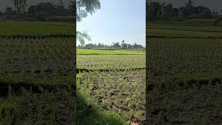 Jadwal mompa air musim keringsawah petaniviral viralvideo shorts [upl. by Remmos]