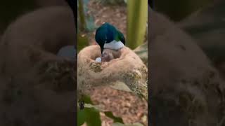 Huming bird 🐦 a wisdom birdviralshortbirdsyoutube [upl. by Silevi573]