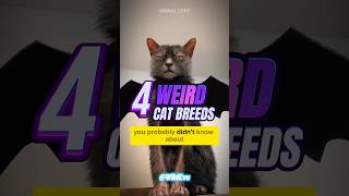 4 WEIRD Cat Breeds You Didnt Know😳 shorts [upl. by Ayifas]