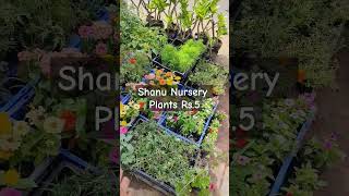 Plants start from Rs5  Cheapest plant nursery in Delhi plantnursery shorts [upl. by Riane450]