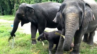 SUARA GAJAH DAN MENGENAL BINATANG GAJAH  ELEPHANT SOUND [upl. by Keare212]