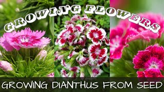 2024 Seed Starting  5 Types of Dianthus 🌸  Growing Cut Flowers From Seed [upl. by Valer305]