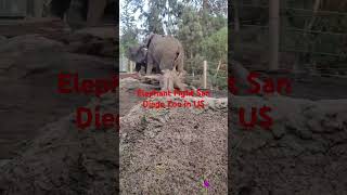 USA The San Diego Zoo and its Safari Park are home to several elephants [upl. by Nwahsat]