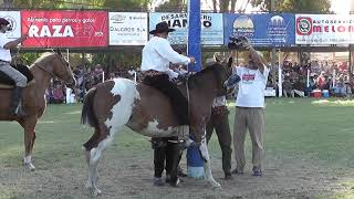 Jineteadas Gauchas Joaquín Griolio 🐴🤠 Fiesta Nacional del Reservado Pigué 2020 caballos rural [upl. by Araek]