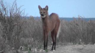 Maned Wolf [upl. by Lotson704]