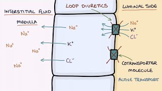 How Does Furosemide Work Understanding Loop Diuretics [upl. by Aeslehs567]