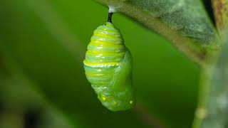 Monarch Butterfly Life Cycle [upl. by Ynney]