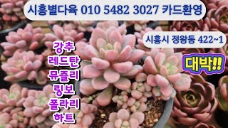 시흥별다육1신상대량준비착한특가폴라리하트강추흑사금레드탄뮤즐리이너미스환타지아 [upl. by Fielding]