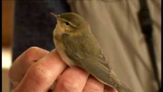 BBC SpringWatch  Winter bird migration [upl. by Louls]