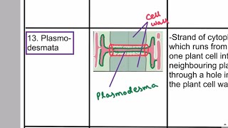 Plasmodesmata and Middle lamella  Cell structure AS Biology [upl. by Alilahk]