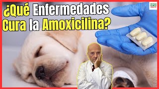 🔴¿QUE ENFERMEDADES CURA LA AMOXICILINA EN PERROS ¿CÓMO SE DA Y ¿PARA QUÉ SIRVE 🔴 [upl. by Mosenthal160]