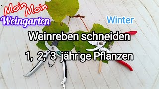 Weinrebe zurück schneiden 1 2 3 jährige Weinrebe Rückschnitt im Winter  Herbst Trauben Video 1 [upl. by Mahala56]