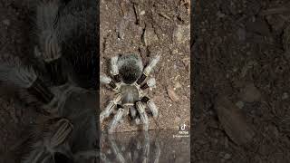 Pandora my second Costa Rican ZebraAphonopelma seemanni having some crickets after molting [upl. by Barcellona]