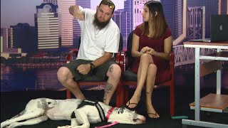 Deaf Couple Claims Passenger Punched Their Service Dog on Plane [upl. by Aeneg]