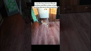 Why cats like lasers Predator instincts activation 😼🐾💓 catvideos laser play [upl. by Shue]