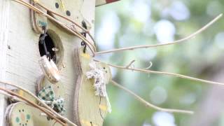 Fledging House Wrens getting ready to fly [upl. by Tressa490]