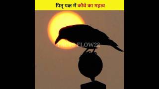 पितृ पक्ष में कौवे का महत्व 🕉️🕉️🕉️ Importance of crow in Pitru Paksha shorts viral [upl. by Auehsoj]