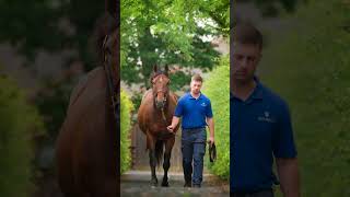 🇮🇪 World Champion and Horse of the Year Ghaiyyath at Kildangan Stud shorts [upl. by Yrogiarc660]