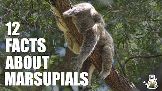 12 Interesting Facts About Marsupials [upl. by Vel617]