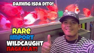 EXCLUSIVE SHOP‼️Sobrang Daming Isda Dito ang NAGKALATRAREIMPORTWILDCAUGHTDITO MO LANG MAKIKITA [upl. by Gyasi]