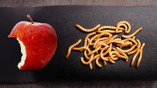 Mealworm digesting an Apple in 20 seconds is insane [upl. by Jochebed]