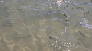 Feeding the fish at The Basin Bargara [upl. by O'Carroll667]