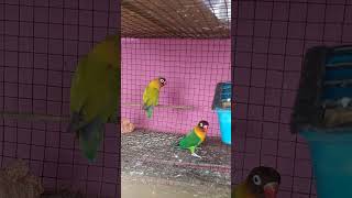 African love birds pair or not vijayawada andhrapradesh birds lovebirds africanlovebirdpairing [upl. by Niuq395]