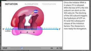 Protein Synthesis Process Animation from Microbiology 2e [upl. by Ainnet149]