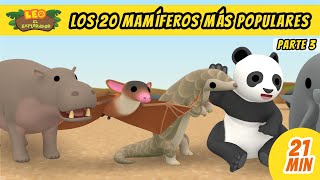 Los 20 Mamíferos Más Populares Episodio Compilación Parte 35  Leo El Explorador Episodio [upl. by Kendyl393]