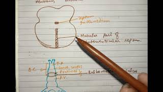 CV A 006 Development of interventricular septum [upl. by Iinde]