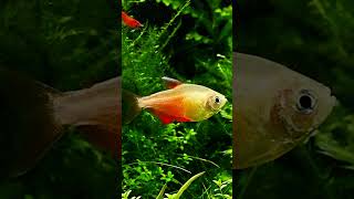 Flame Tetra Hyphessobrycon flammeus [upl. by Torrell]