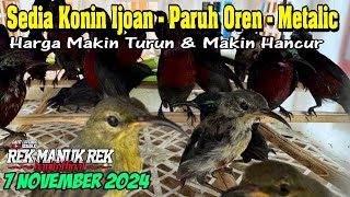 HARGA BURUNG KONIN MAKIN ANCUR  HARGA TURUN IJOAN PARUH OREN DAN TROTOL METALIK [upl. by Novat]