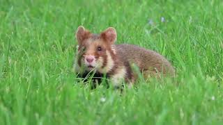 European Hamster Cricetus cricetus Vienna Austria 18 April 2024 [upl. by Ahsya]