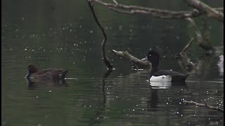 oiseau migrateur fuligule morillon cormoran [upl. by Keir]