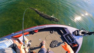 Sight Fishing ULTRA CLEAR WATER for GIANT MUSKIES [upl. by Maccarone251]