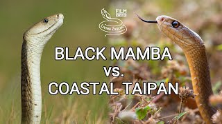 Black mamba vs Coastal taipan  Battle of the deadly snakes [upl. by Airyk]