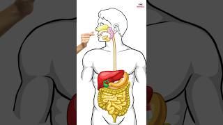 How do Paracetamol and Pain killers work By VMC Medical [upl. by Ingalls]